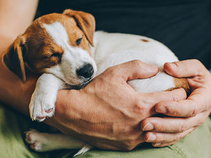 Treue Fellnasen und alles, was du als Hundehalter wissen solltest.