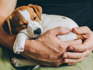 Treue Fellnasen und alles, was du als Hundehalter wissen solltest.